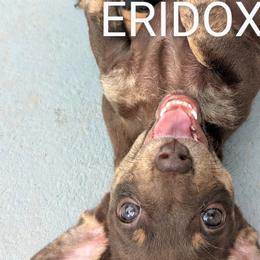 Dachshunds from Eridox Dachshunds