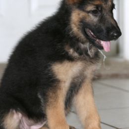 German Shepherds from Cheyenne Shepherds