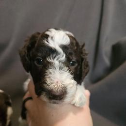 Light Pink - Tootsie - Parti female Poodle puppy in Spanish Fork, Utah from Mountain Vista Pups LLC