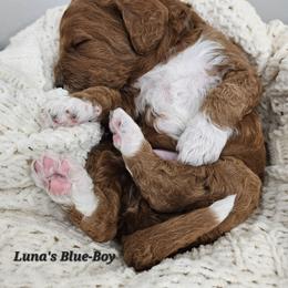 Mr Blue - Red male Labradoodle puppy in Payson, Utah from Utah County Labradoodles