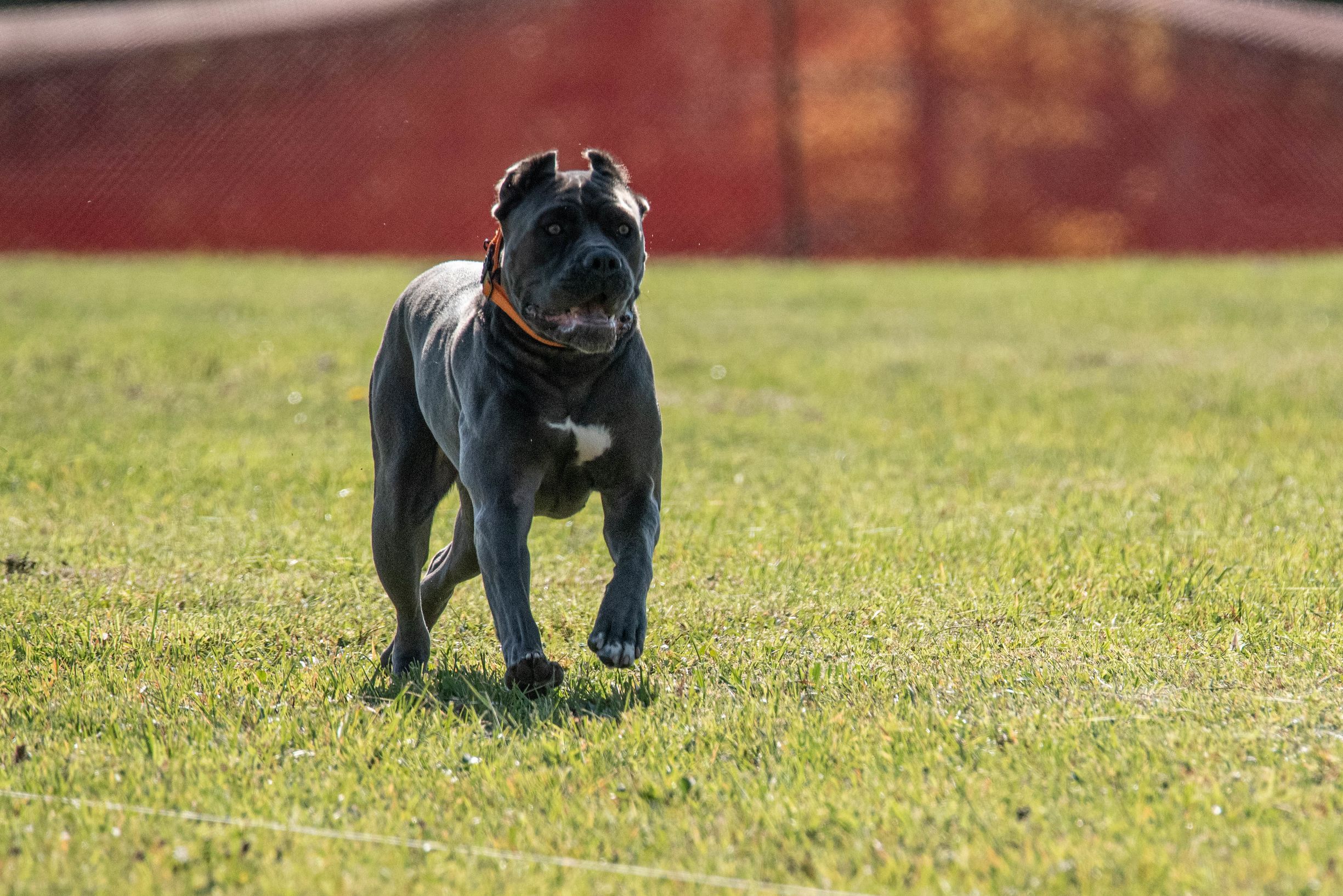 Cão Cane Corso com coleira vermelha correndo pela grama