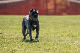Cane Corso dog with red collar running through grass 