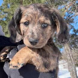 Grouse - Dapple male Dachshund puppy in Mc Alester, Oklahoma from A Anchor Farm
