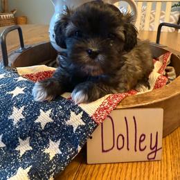 Dolley - Brown female Shichon puppy in Newington, Connecticut from Burton Creek Puppies
