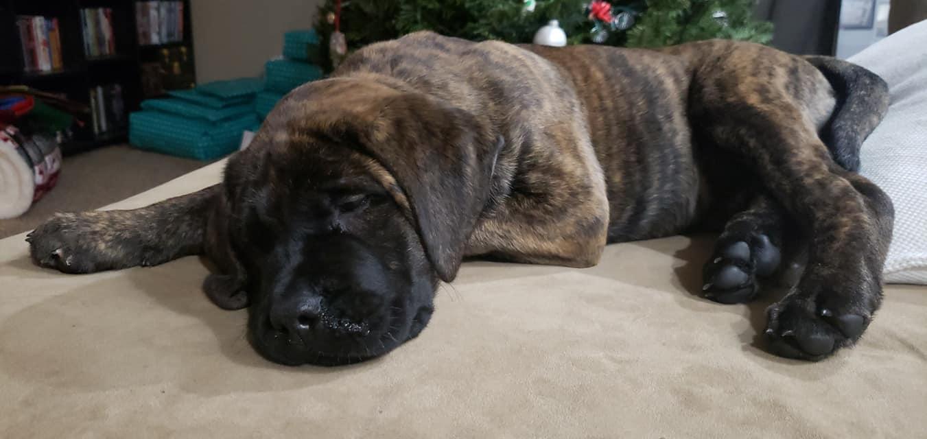 King’s Peak Kennels in Utah Mastiff puppies Good Dog