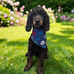Thor - Phantom male Poodle puppy in Magnolia, Texas from Celestial Jewels Poodles