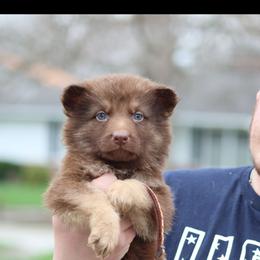 Parmesan (Brown) - Liver male German Shepherd puppy in Garrett, Indiana from Devil-Dog Shepherds