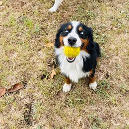 Bay - Black tri male Miniature Australian Shepherd puppy in Hempstead, Texas from Young Gun Aussies