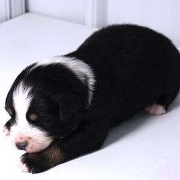 Onyx - Black tri-color male Australian Shepherd puppy in Falcon, Missouri from www.maubachranch.com