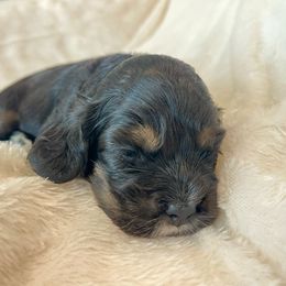 Cocker Spaniel Puppies from Jennifer Dees