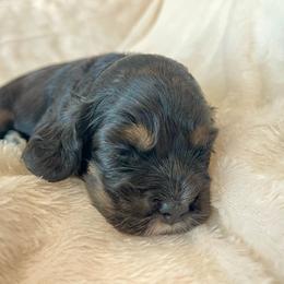 Cocker Spaniel Puppies from Jennifer Dees