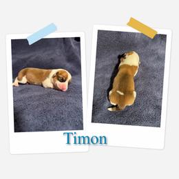 Timon - White and red male Pembroke Welsh Corgi puppy in Athens, Alabama from Southern Sass Corgis