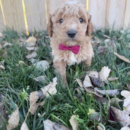 Leonard-Red - Cream male Goldendoodle puppy in Casper, Wyoming from 307 Doodles