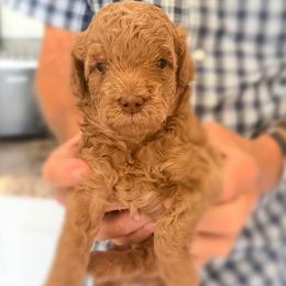 Goldendoodle puppies from French Valley Miniature Goldendoodles & French Bulldogs