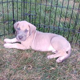 Astro - Fawn male Great Dane puppy in Marshall, Michigan from Dream K9