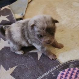 Funyun - Lavender male Pomeranian puppy in Tyner, Kentucky from Tanner's Majestix Kennels