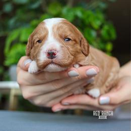 Sedona - Red  female Goldendoodle puppy in Salado, Texas from Red Ranch Dogs
