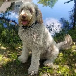 Roux - Goldendoodle