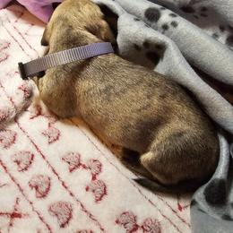 Dachshund Puppies from Randal Hunke