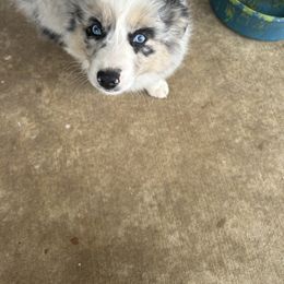 Miniature Australian Shepherd Puppies from Edwina's Aussies