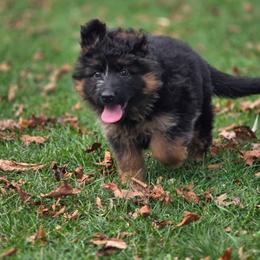 Female 2 - Black and red female German Shepherd puppy in Manton, Michigan from Schusterheim Shepherds