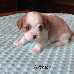 Arthur - Blenheim male Cavalier King Charles Spaniel puppy in Howardsville, Virginia from Spectacular Aussies and Cavaliers