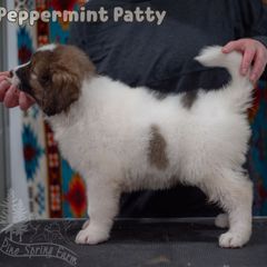 Peppermint Patty - White female Tornjak puppy in Albright, West Virginia from Pine Spring Farm