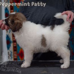 Peppermint Patty - White female Tornjak puppy in Albright, West Virginia from Pine Spring Farm