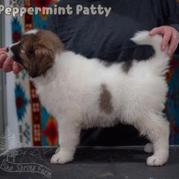 Peppermint Patty - White female Tornjak puppy in Albright, West Virginia from Pine Spring Farm