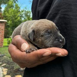 Boy 1 - Gray and fawn male Cane Corso puppy in Sienna, Texas from Robinson Elite Corsos