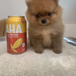 Pomeranian Puppies from Pursell Pomeranians