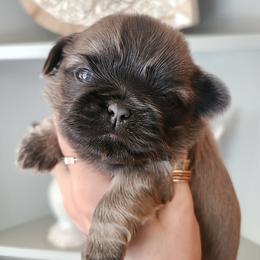 Shih Tzu Puppies from Beirin Breige Shih Tzus