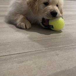 Golden Retriever Puppies from Glimmer Goldens