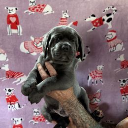 Purple Collar - Gray male Cane Corso puppy in Paris, Texas from Knucklehead Cane Corso