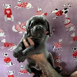 Purple Collar - Gray male Cane Corso puppy in Paris, Texas from Knucklehead Cane Corso