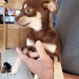 Chihuahuas and Toy Australian Shepherds from Glidwell Ranch