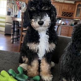 Bernedoodle and Goldendoodle Puppies from Paws 4 Doodles, LLC