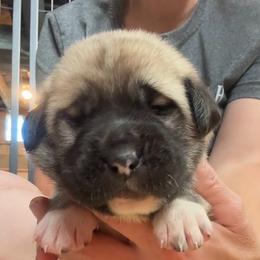 Female 1 - Fawn female Anatolian Shepherd Dog puppy in Daggett, Michigan from T&S Anatolians