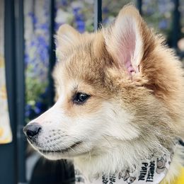 Lucien $2,000 - Red and white Pomsky puppy in Greenville, South Carolina from Thicketty Mountain Pomskies