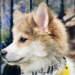 Lucien $2,000 - Red and white Pomsky puppy in Greenville, South Carolina from Thicketty Mountain Pomskies