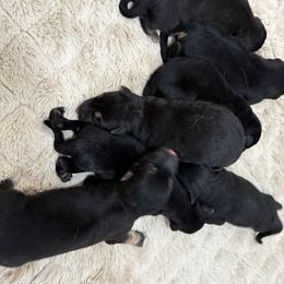 Dancer - Black and red female German Shepherd puppy in Carbondale, Kansas from Cunningham German Shepherds, LLC