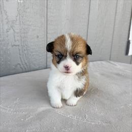 Girl 2 - Red female Pembroke Welsh Corgi puppy in Mc Cammon, Idaho from Sunny J Corgis and Mini Americans