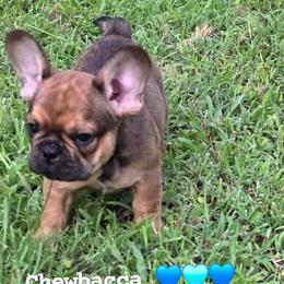 Chewbacca - Fawn male French Bulldog puppy in Searcy, Arkansas from Bonnie Trouble Frenchies