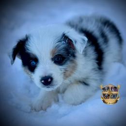 Scarecrow - Blue merle male Australian Shepherd puppy in El Dorado Springs, Missouri from HP Aussie Kennels