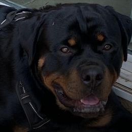 Rottweilers from Nanette Myers