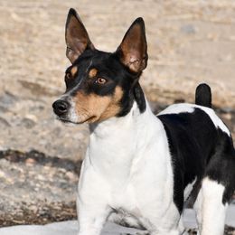 Kiss - Rat Terrier
