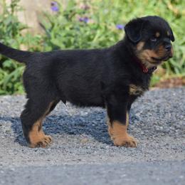 Boy 2 - male Rottweiler puppy in Catawissa, Pennsylvania from Sharp Ridge Rottweilers