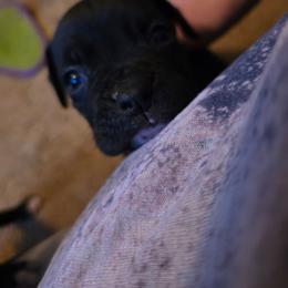 Red - Brindle male Boxer puppy in Caspian, Michigan from Andrus Family Boxers