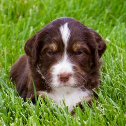 Bluey - Red tri-color female Aussiedoodle puppy in Decatur, Illinois from Signature Doodles