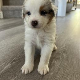 Australian Shepherd Puppies from Star Aussies